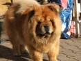 /album/fotogalerie-chow-chow/dscf5108-jpg/