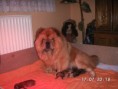 /album/fotogalerie-chow-chow/pict0001-2-jpg/