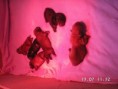 /album/fotogalerie-chow-chow/pict0006-3-jpg/