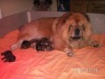 /album/fotogalerie-chow-chow/pict0007-3-jpg/