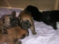 /album/fotogalerie-chow-chow/pict0011-jpg2/