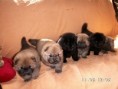 /album/fotogalerie-chow-chow/pict0048-jpg1/