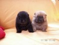 /album/fotogalerie-chow-chow/pict0009-jpg1/