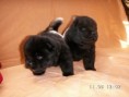 /album/fotogalerie-chow-chow/pict0047-jpg1/